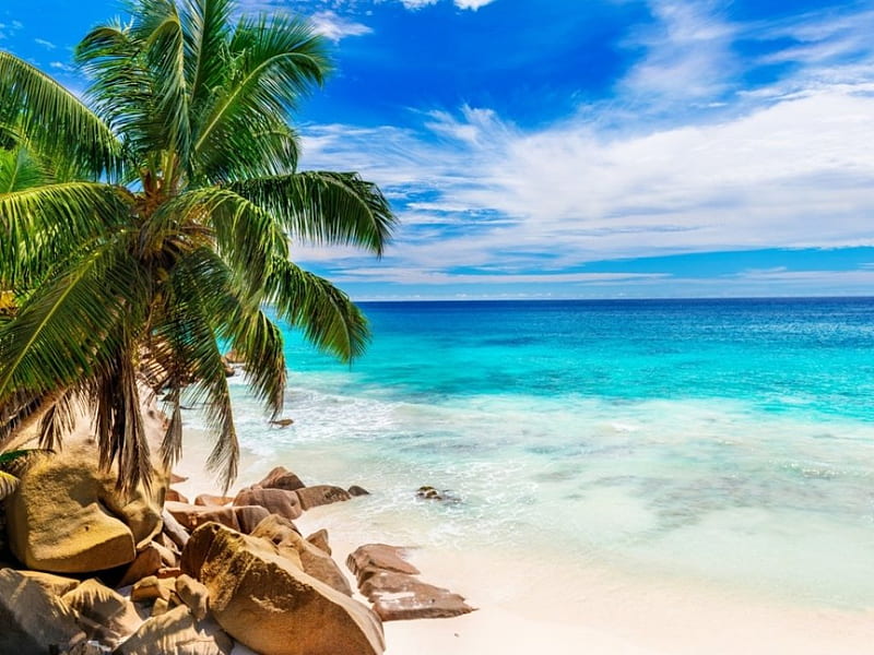 HD_wallpaper_summer_beach_shore_sand_paradise_tropical_sea_palms.jpg