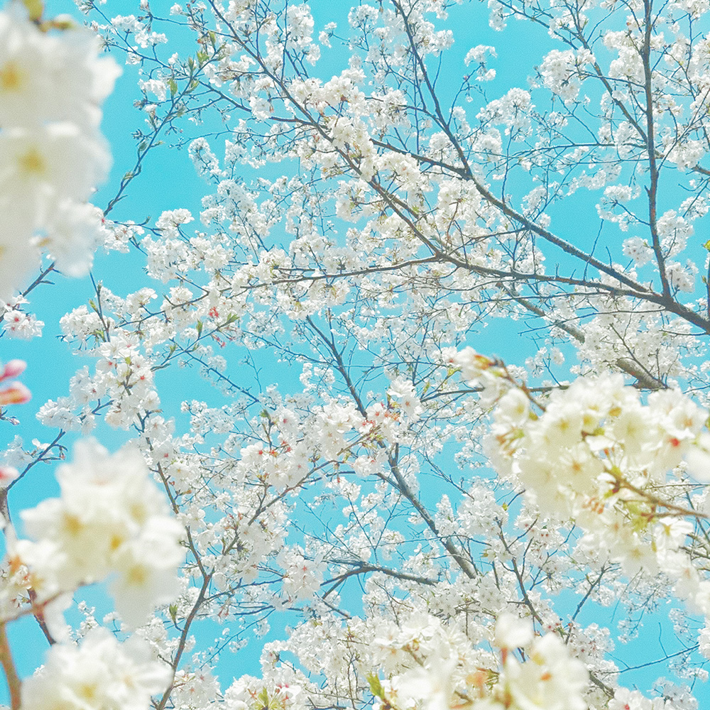 Hanami_album_cover.jpg