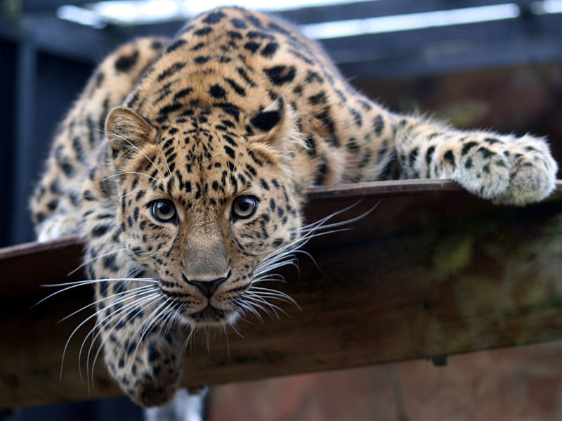 800px_Leopard_in_the_Colchester_Zoo.jpg
