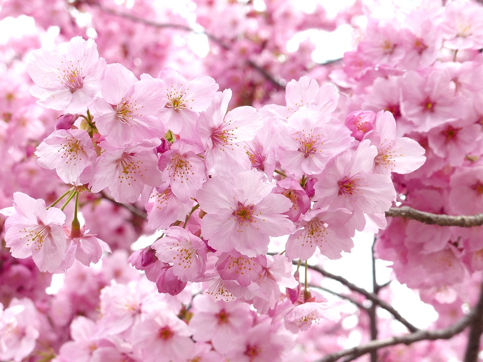 sakura_712312_960_720.jpg