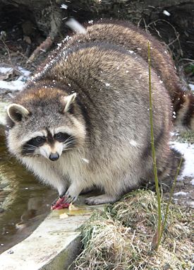 275px_Procyon_lotor_7___am_Wasser.jpg