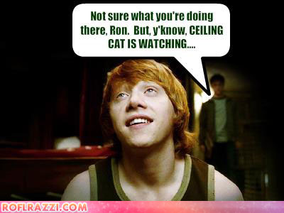 celebrity_pictures_grint_ceiling_cat.jpg