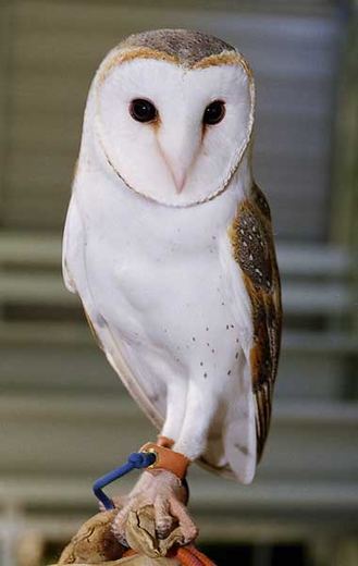 wildlife_birds_barn_owl.jpg