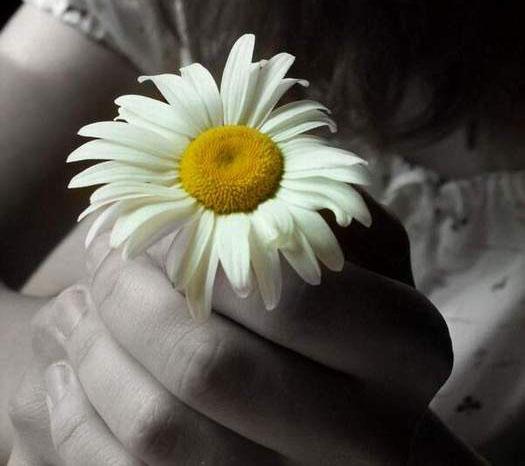 My_Daisies__4_.jpg
