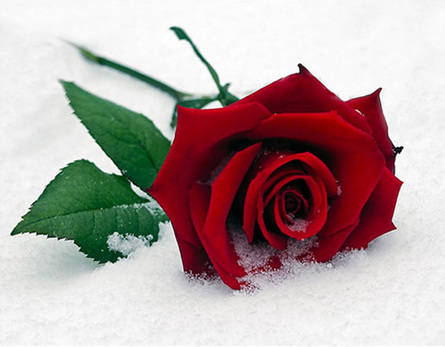 Rose_in_Schnee.jpg