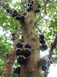 220px_Jabuticaba__281_29_1_.jpg