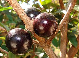 275px_Jabuticaba_fruto_1_.jpg