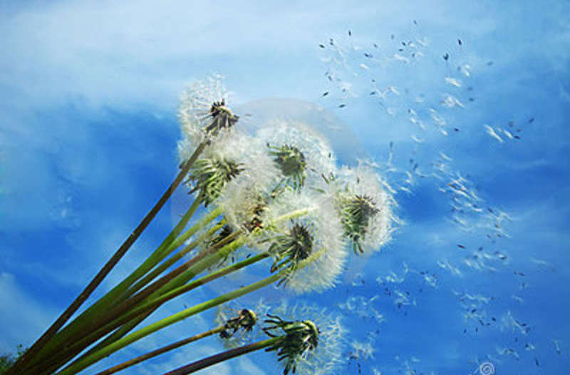 dandelions_blowing_seeds_wind_9620694.jpg