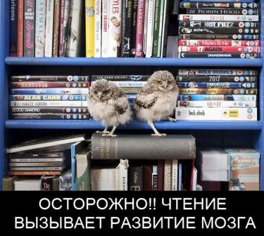 OWLS.jpg