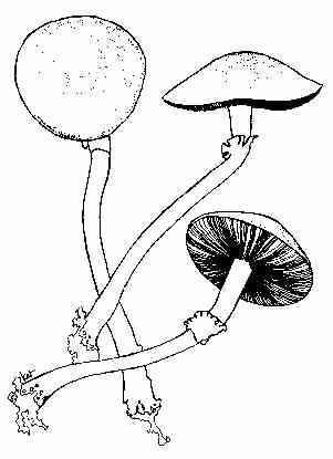 Psilocybe_cubensis.jpg