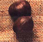 cheasnut.jpg