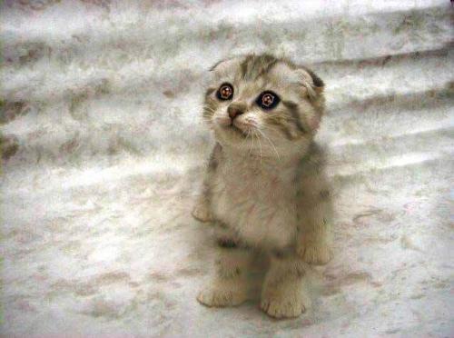 cat2_web.jpg