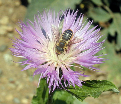 bee_resize.jpg