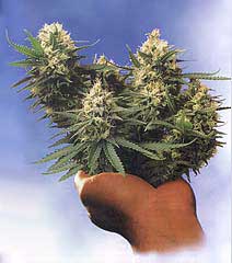 marihuana.jpg