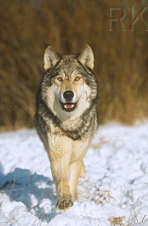 wolfcloseup.jpg