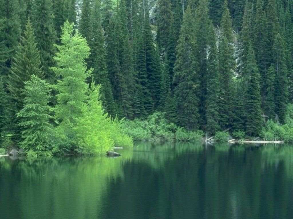 mountain_forestb.jpg