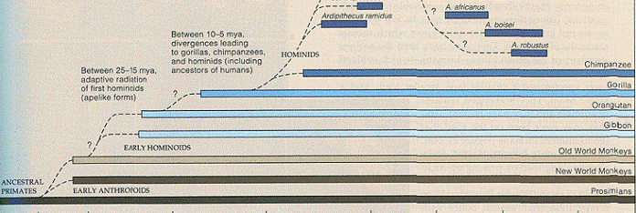 homotree.1.gif