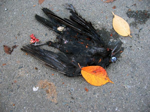 crow.JPG
