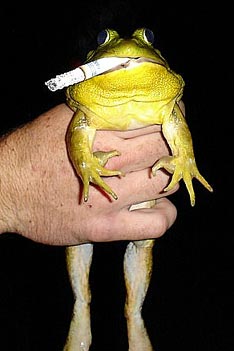 no_smoking_frog.jpg