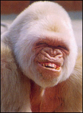 monkey_smile21.jpg