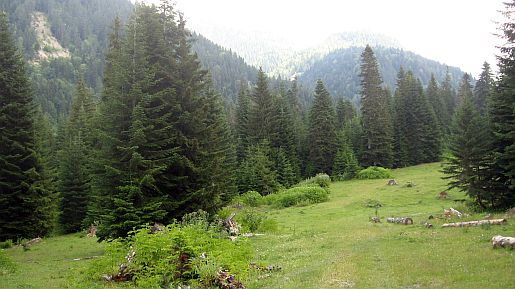 IMG_2230.jpg