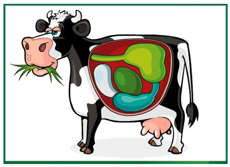 cowflash.jpg