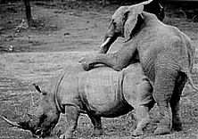thumb_Animal_Sex__Elephant___Rhino_.jpg