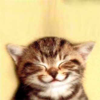 happiestkittenever1.jpg