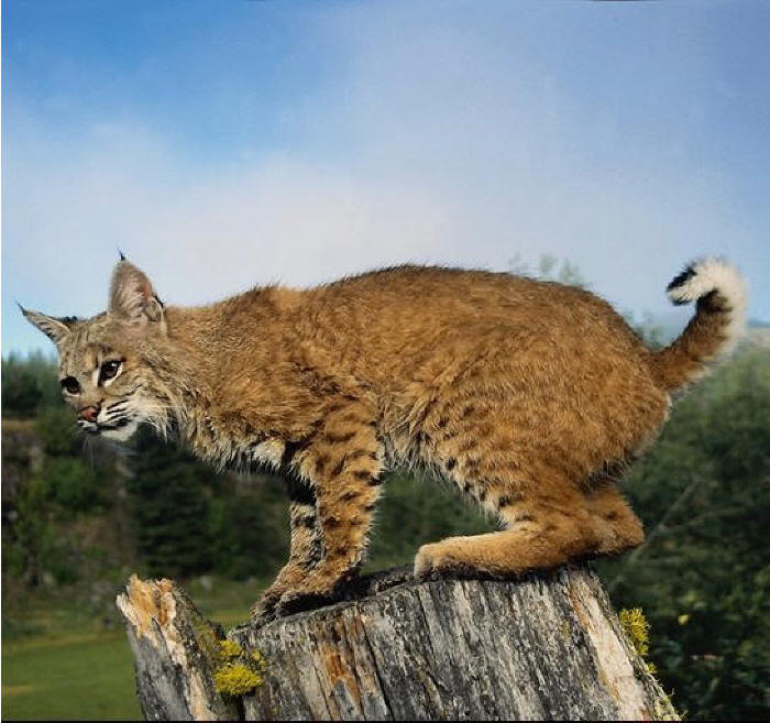 lynx_1.jpg