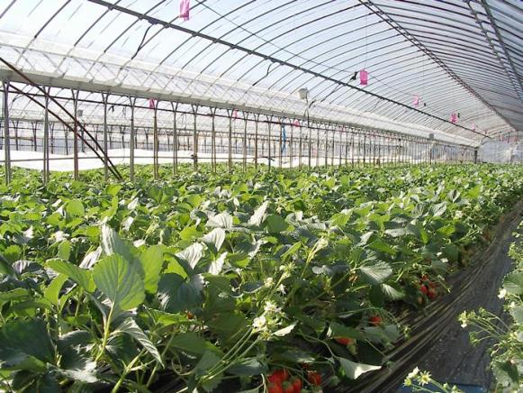 Greenhouse_for_strawberry.jpg