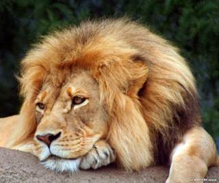 lion1.jpg