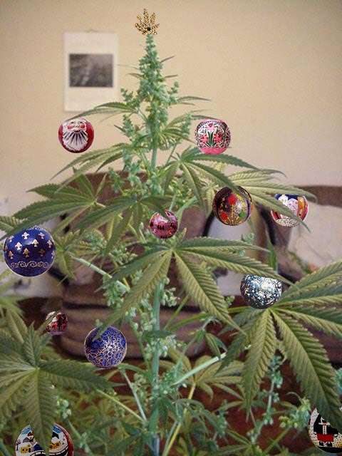 Ganja_xmas_tree_copy.jpg