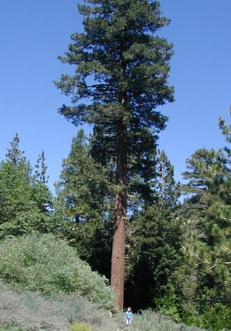 p25504_Angeles_National_Forest_Tall_Tree.jpg