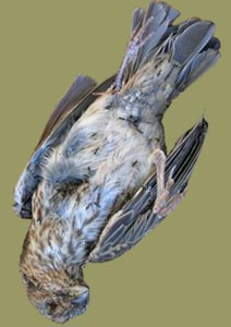 pajaro2.jpg