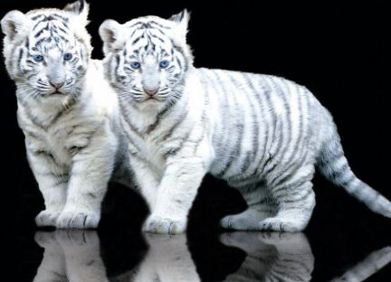 whitetigercubs.jpg