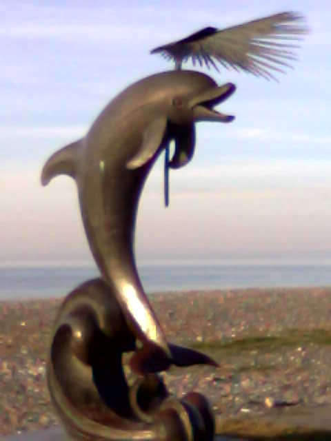 delfini.jpg