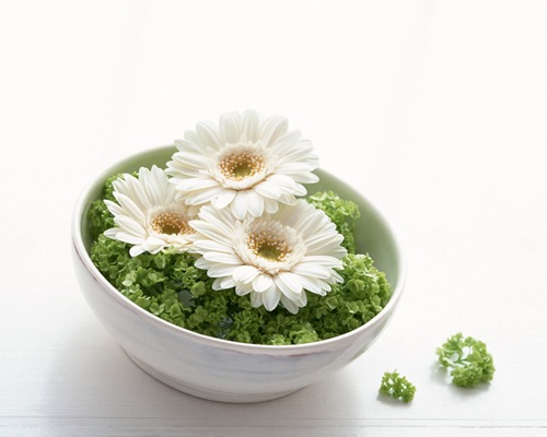 DoNotYetGatheringof50EyecaringWallpapersDaisyintheBowl.jpg