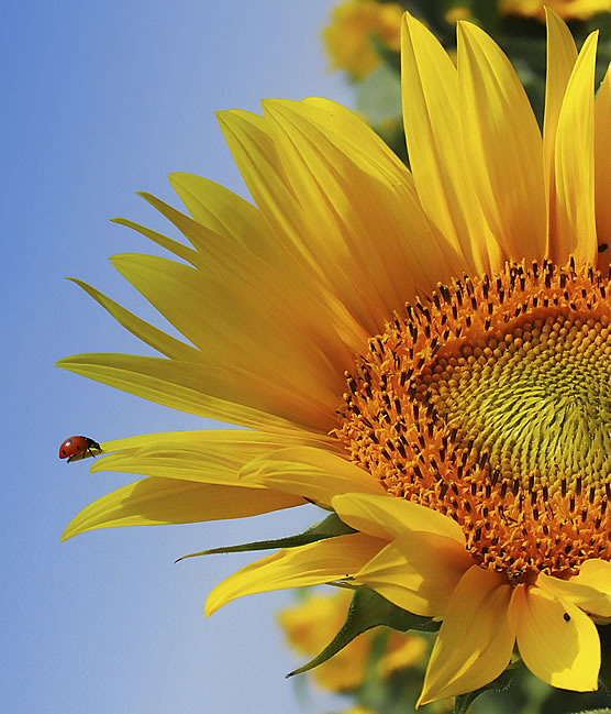 LadybirdOnASunflower556Other.jpg