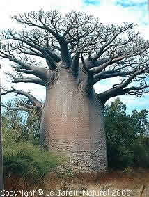 BAOBAB.jpg