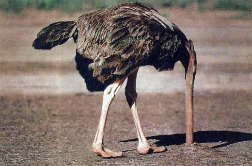 ostrich_large.jpg