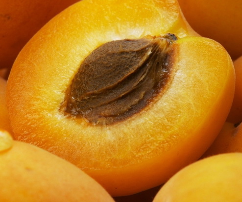 apricot.jpg