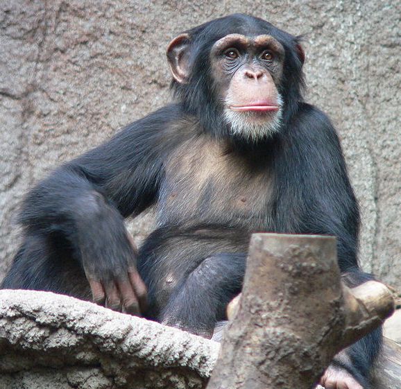 800px_Schimpanse_zoo_leipig.jpg