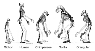 320px_Ape_skeletons.png