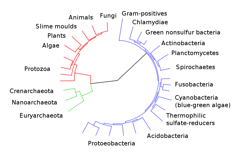 800px_CollapsedtreeLabels_simplified.svg.png