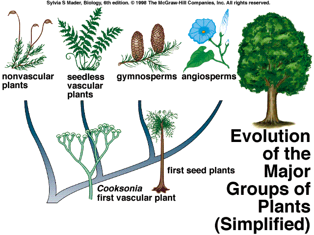 Evolution_Tree_Plants.GIF
