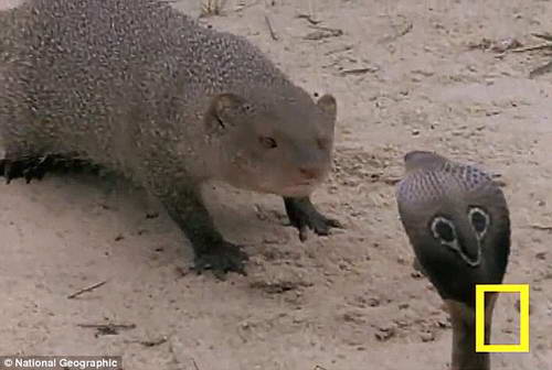 mongoose.jpg