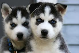 huski.jpg
