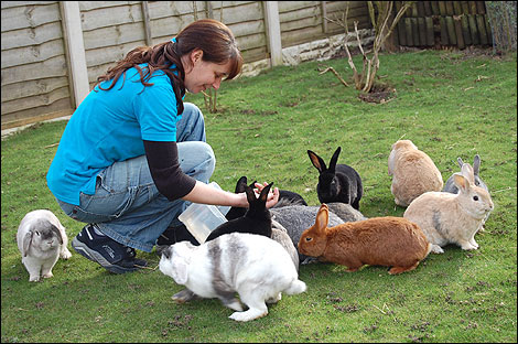 rabbits.jpg