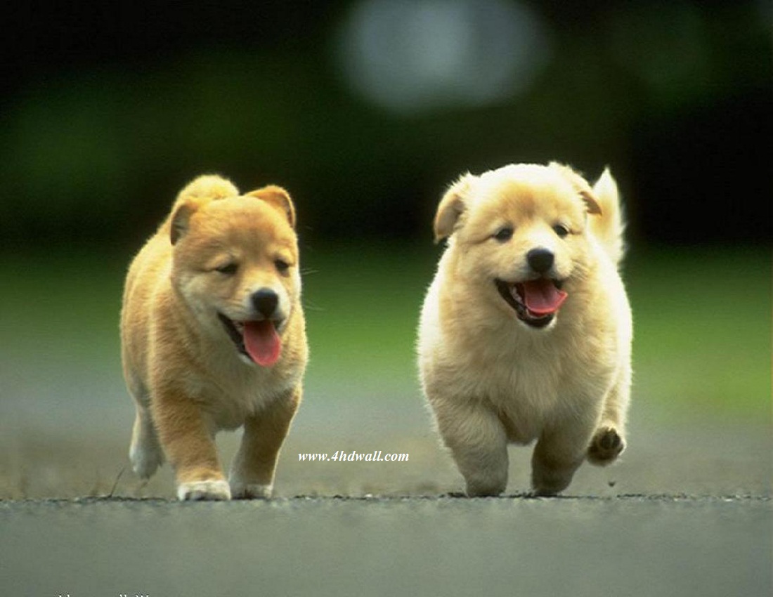 Small_Dogs_Picture.jpg