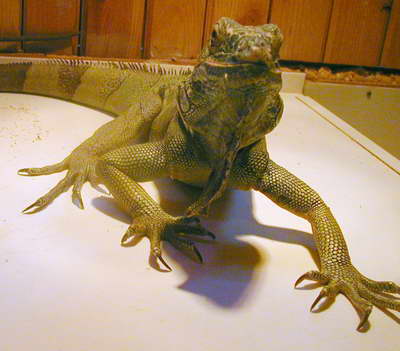 kameleon.jpg